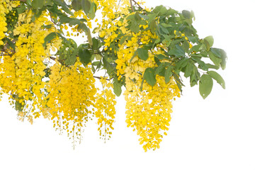 Beautiful of cassia fistula blooming on tree isolated on white bacckground, Thailand national tree.