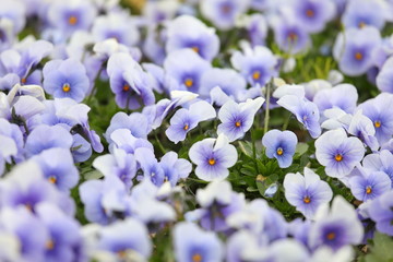 Purple pansy viola flower plant garden nature background 