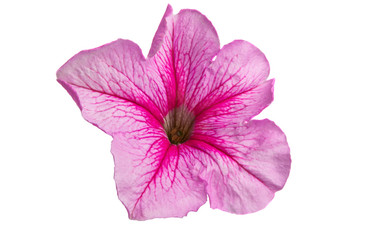 Naklejka premium petunia flower isolated