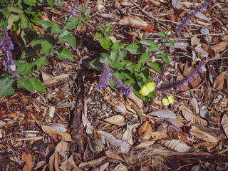 Bark and Lavender 