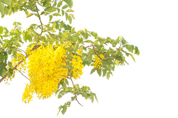 Obraz premium Beautiful of cassia fistula blooming on tree isolated on white bacckground, Thailand national tree.