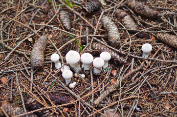 Mushrooms Raincoats among the cones in the spruce forest