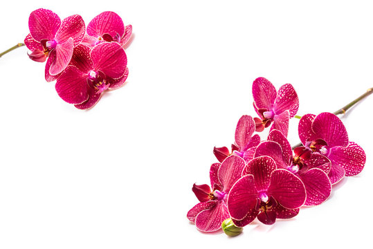 Orchids. Red flowers. Orchid flower frame. Background. Isolate on white background