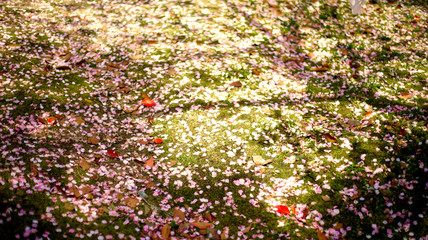 Flower on the ground