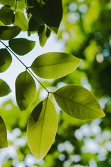 Green concept, branches and leaves of trees that are out of focus. Resulting in a beautiful bokeh and sunshine that shines through the leaves of the tree. Suitable to use as background image.