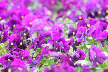 Fototapeta na wymiar Purple pansy viola flower plant garden nature background 