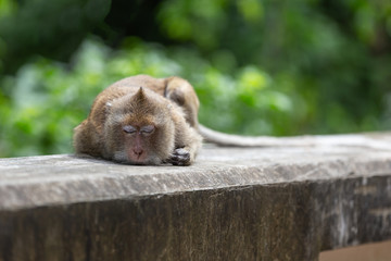 The macaque is sleeping on a concrete bridge rail.