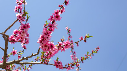 Cherry blossum