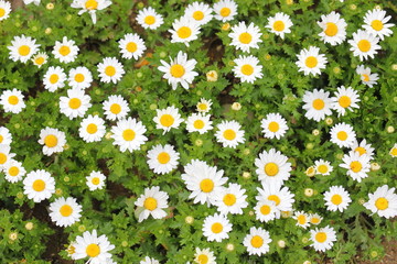 White Chrysanthemum North Pole flower plant garden nature background 