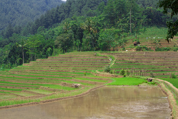 aerial view of rice fields