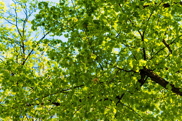 spring branches with green foliage