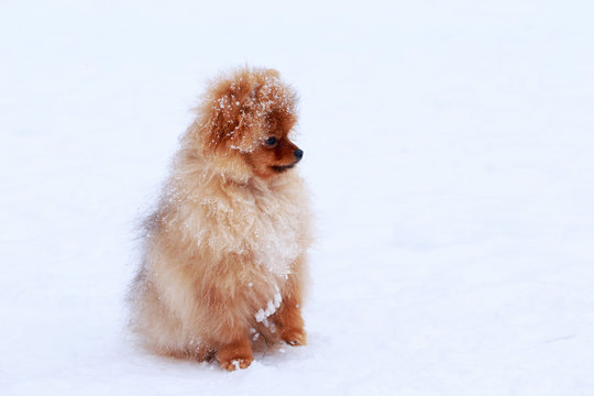 the dog breed pomeranian spitz