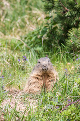 Naklejka na ściany i meble marmot on the grass looking into the camera