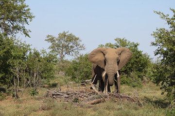 Afrikanischer Elefant / African elephant / Loxodonta africana
