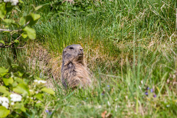 Naklejka na ściany i meble marmot on the grass looking