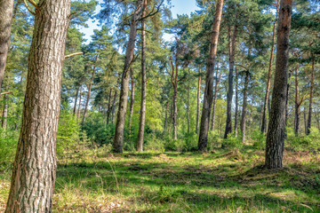 Kiefern gedeihen auf Sandböden wie in der Wahner Heide