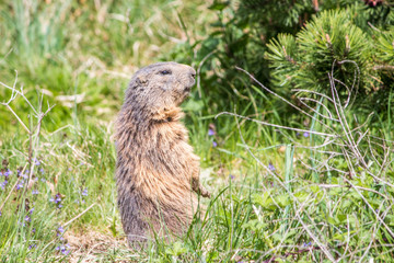 Naklejka na ściany i meble standing marmot in the grass