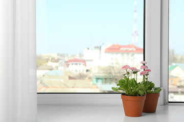 Beautiful blooming daisies in pots on window sill, space for text. Spring flowers