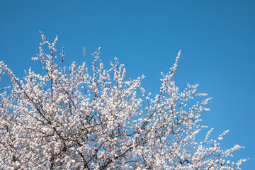 Branches of blossoming apricot tree on sunny day outdoors. Springtime