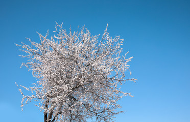 Beautiful blossoming apricot tree on sunny day outdoors. Springtime