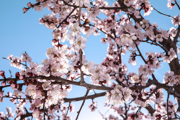Closeup view of blossoming apricot tree on sunny day outdoors. Springtime
