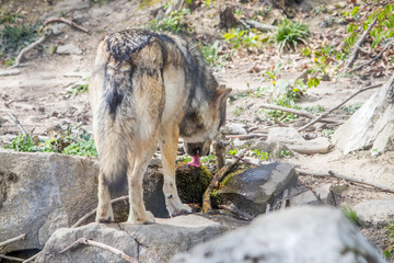 wolf in forest drinking water