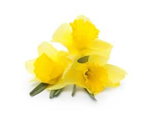 Beautiful daffodils on white background. Fresh spring flowers