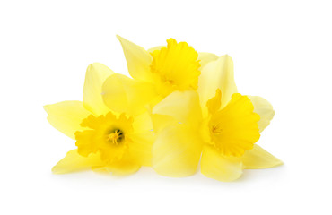 Naklejka na ściany i meble Beautiful daffodils on white background. Fresh spring flowers