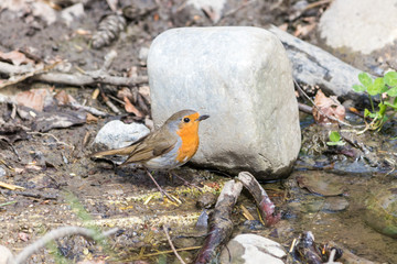 bird infront of a stone