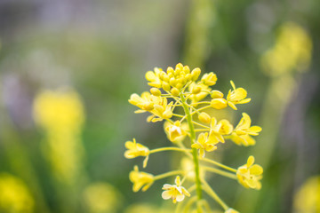 This is a capture of some flowers taken during spring 2019 in Lebanon and you can see the beautiful...