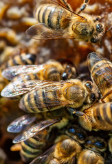 A bunch of bees on a honeycomb 