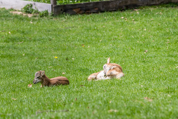 two deers in the grass