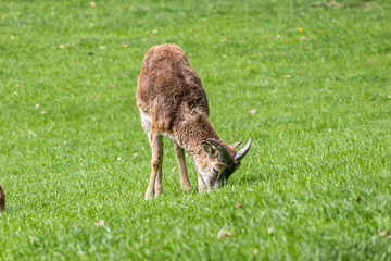 fallow deer in the grass