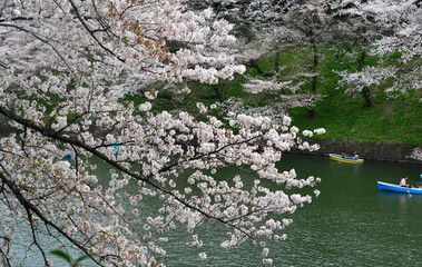 Obraz na płótnie Canvas People enjoy cherry blossoms at the park