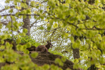 deer sitting behind a tree