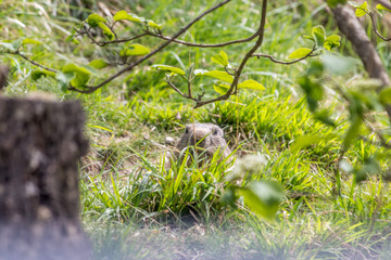marmot behind the grass