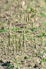 Ripe organic green asparagus growing on farmers field ready to harvest