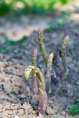 Ripe organic green asparagus growing on farmers field ready to harvest