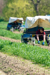Worker in harvesting machine, green asparagus harvest on field with rows of ripe organic asparagus vegetables