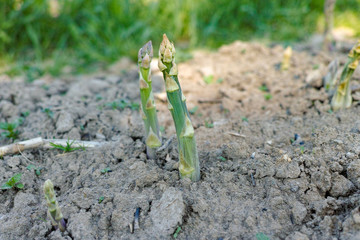 Ripe organic green asparagus growing on farmers field ready to harvest