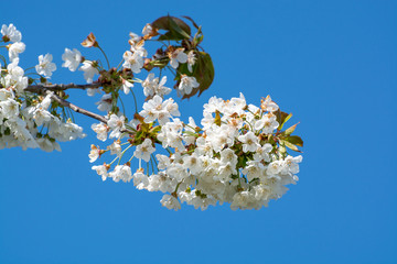Spring blossom of cherry trees in orchard, fruit region Haspengouw in Belgium