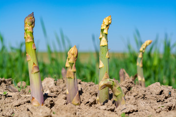 Ripe organic green asparagus growing on farmers field ready to harvest