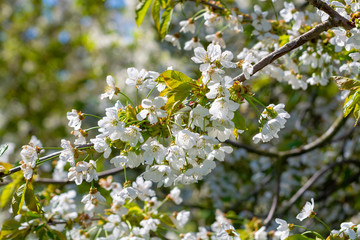 Obraz premium Spring blossom of cherry trees in orchard, fruit region Haspengouw in Belgium