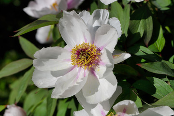 Close-up of white-rosa peony (paeony) flower in the spring garden