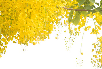 Beautiful of cassia fistula blooming on tree isolated on white background, Thailand national tree.