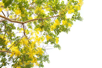 Beautiful of cassia fistula blooming on tree isolated on white background, Thailand national tree.