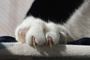 Cat's paw with claws extended