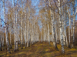 Fototapeta na wymiar White birch grove in the spring. background.