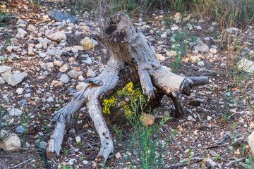 Detalle de árbol muerto con flores silvestres