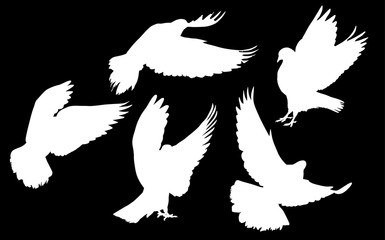 isolated five pigeon white flying silhouettes